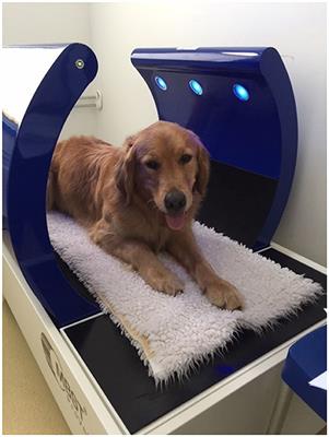 Treatment of the Clinical Symptoms of Osteoarthritis in the Elbow Joints of Dogs Using Nuclear Magnetic Resonance Therapy: A Randomized, Double-Blinded Trial